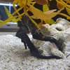 大阪海游馆的海洋生物