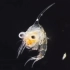 【高清】螃蟹刚出生时的幼体形态-蚤状幼体