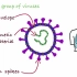 世界卫生组织对新型冠状病毒的小科普（中文字幕版）