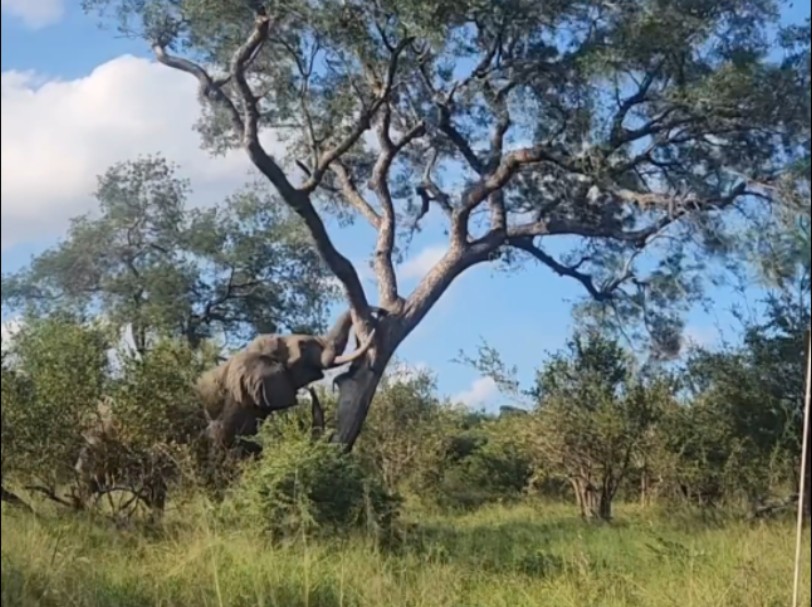 非洲象的恐怖力量 强行推倒十米大树