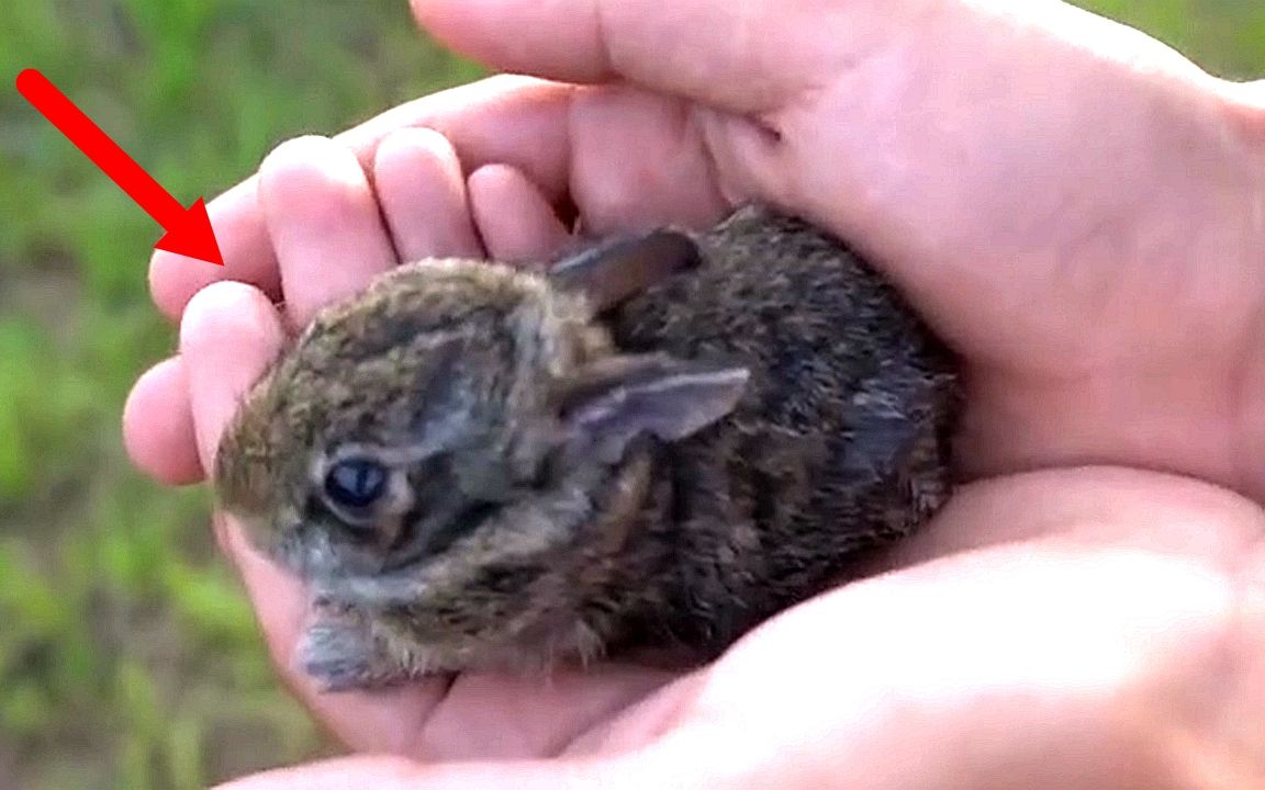 男子在野外捡到一只小兔子,带回家悉心照顾,长大后全家欲哭无泪！