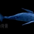 大屏素材 c473唯美梦幻蓝色鲸鱼游动后期视频合成叠加动态素材 led背景 舞蹈背景视频