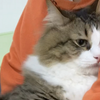 给猫把尿