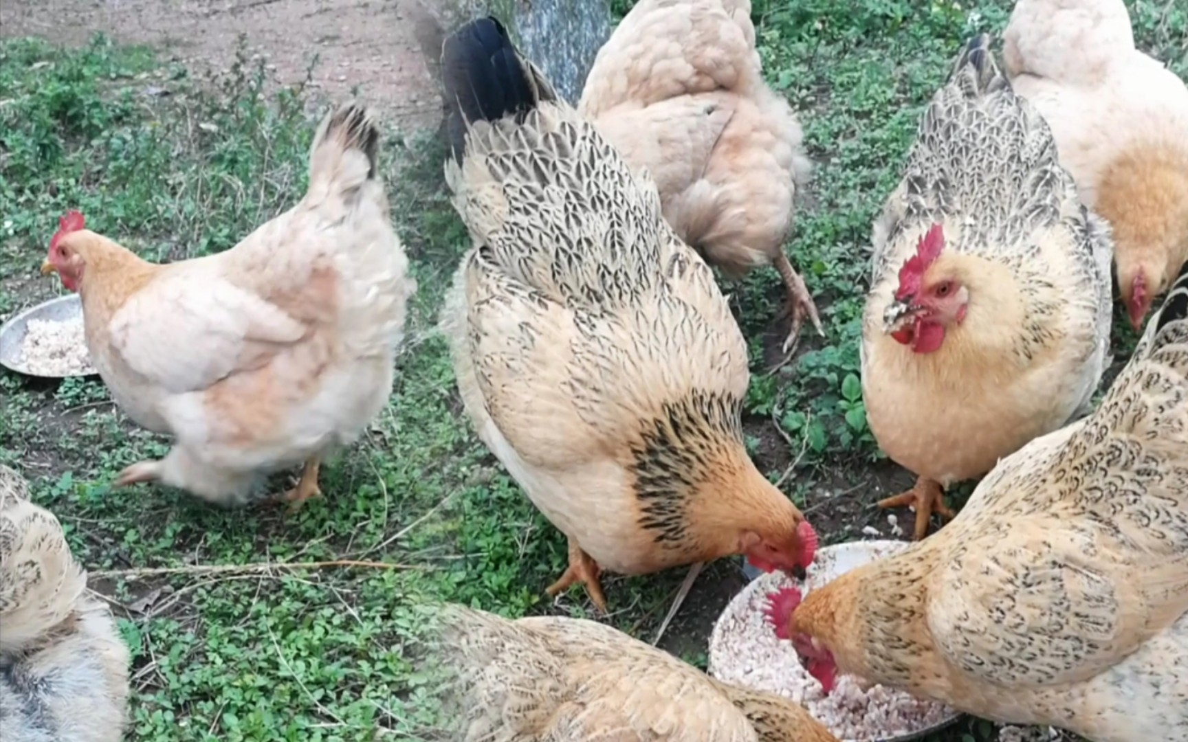 肥美母鸡们：吃饭配嫩草，有鸟鸣阵阵， 春天的气息。