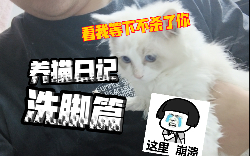 第一次给猫咪洗脚!全程只有逸清的悲鸣!哔哩哔哩bilibili