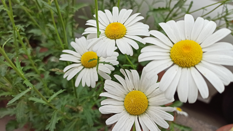 25efa0950820815241342b9a8fc1fadfa855b1de.png@480w_270h_1c