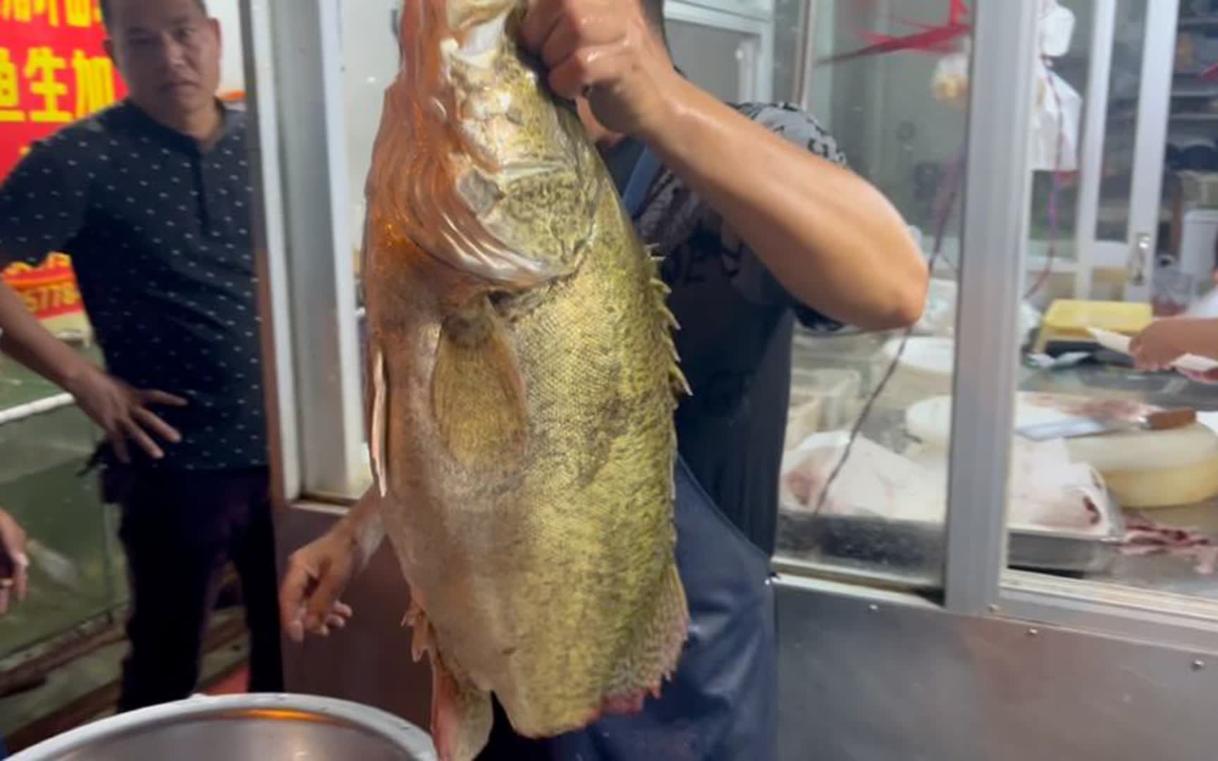 横县鱼生的“劳斯莱斯”，一条9斤多就1000块，鱼腩那块肉是极品