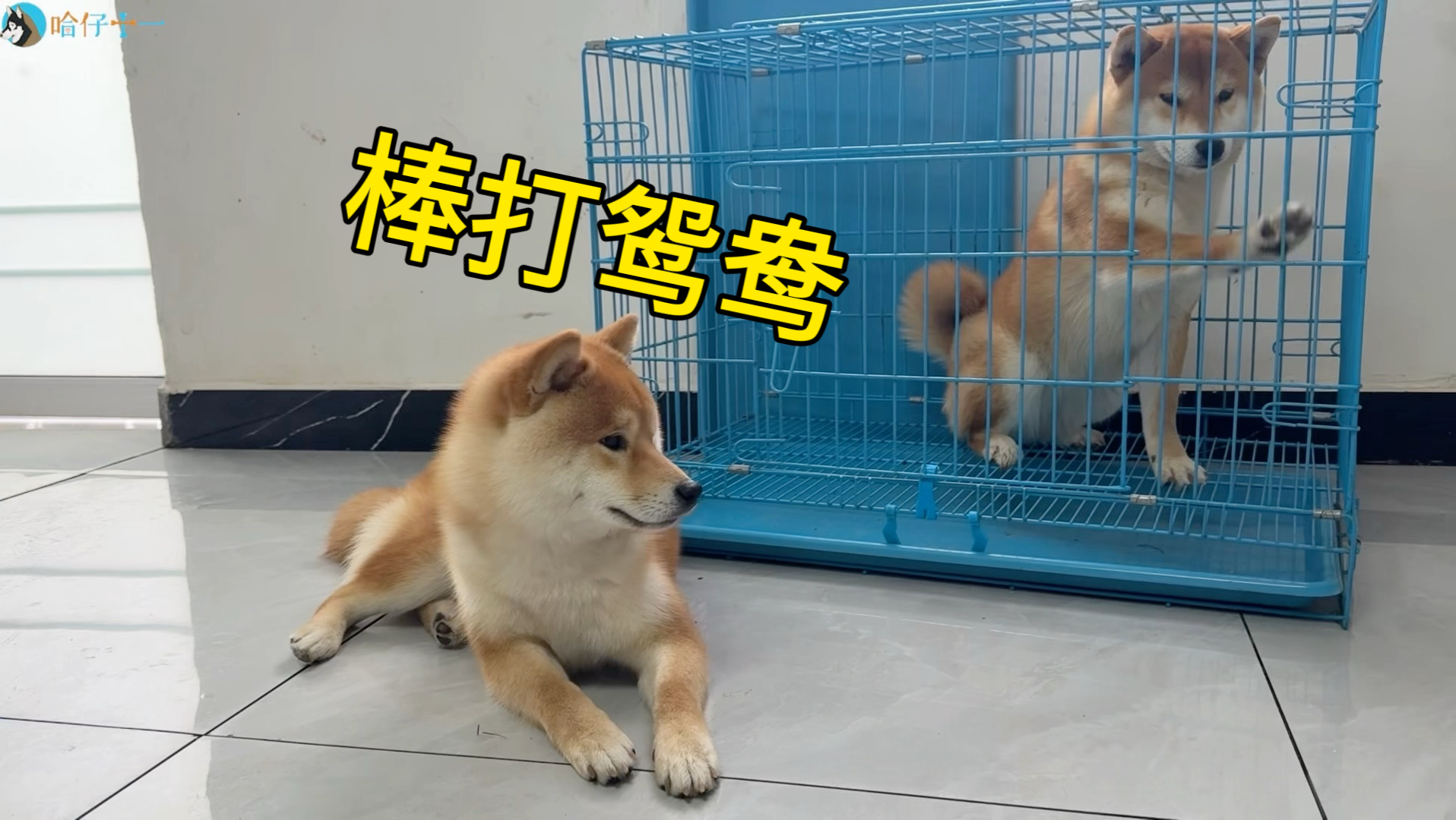 《棒打鸳鸯》