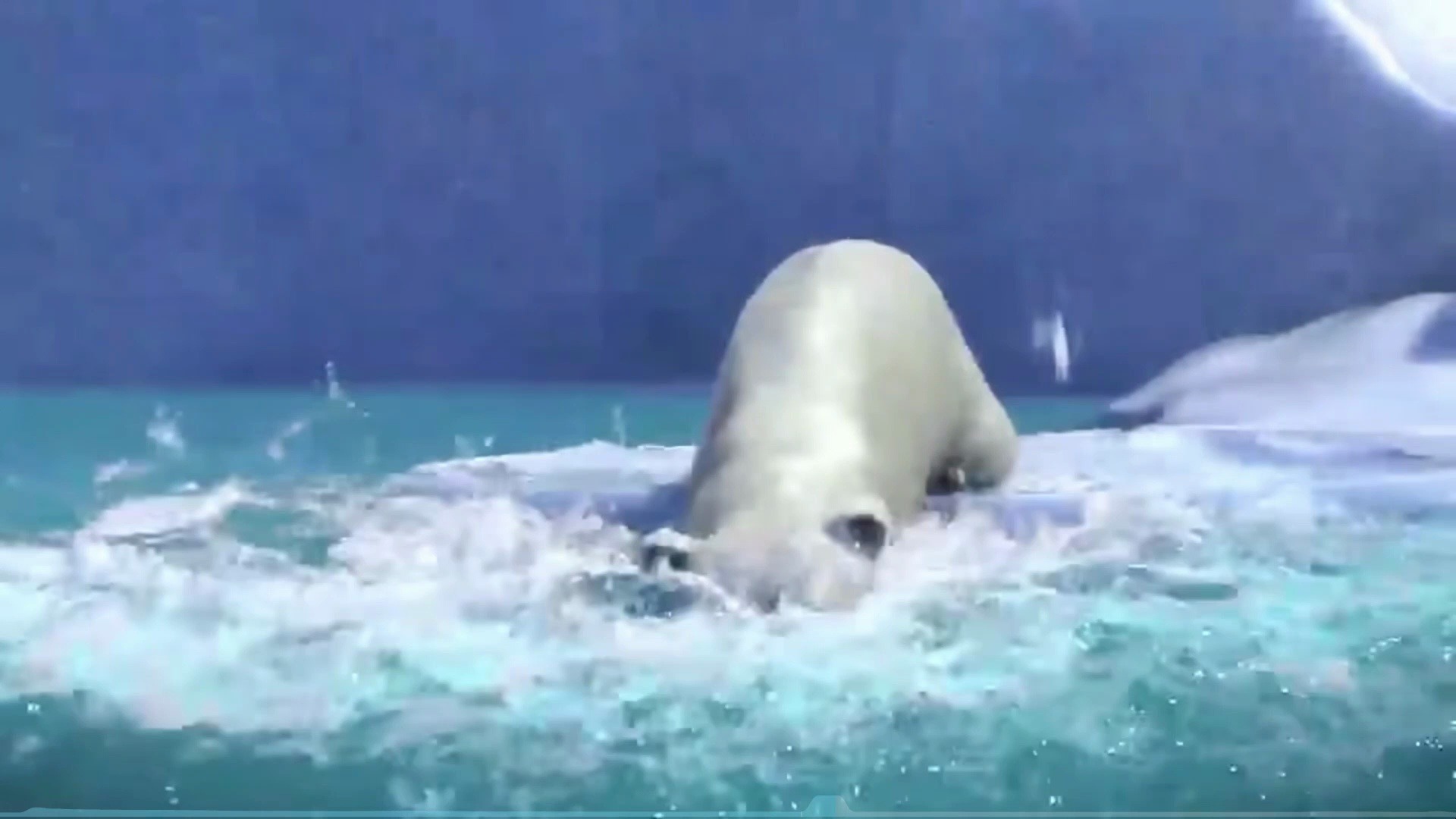 动物王国大冒险-1