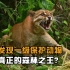 广西发现一级野生保护动物，外形和老虎相似，据说是森林之王 #动物 #亚洲金猫 #野生动物 #广西 #森林之王