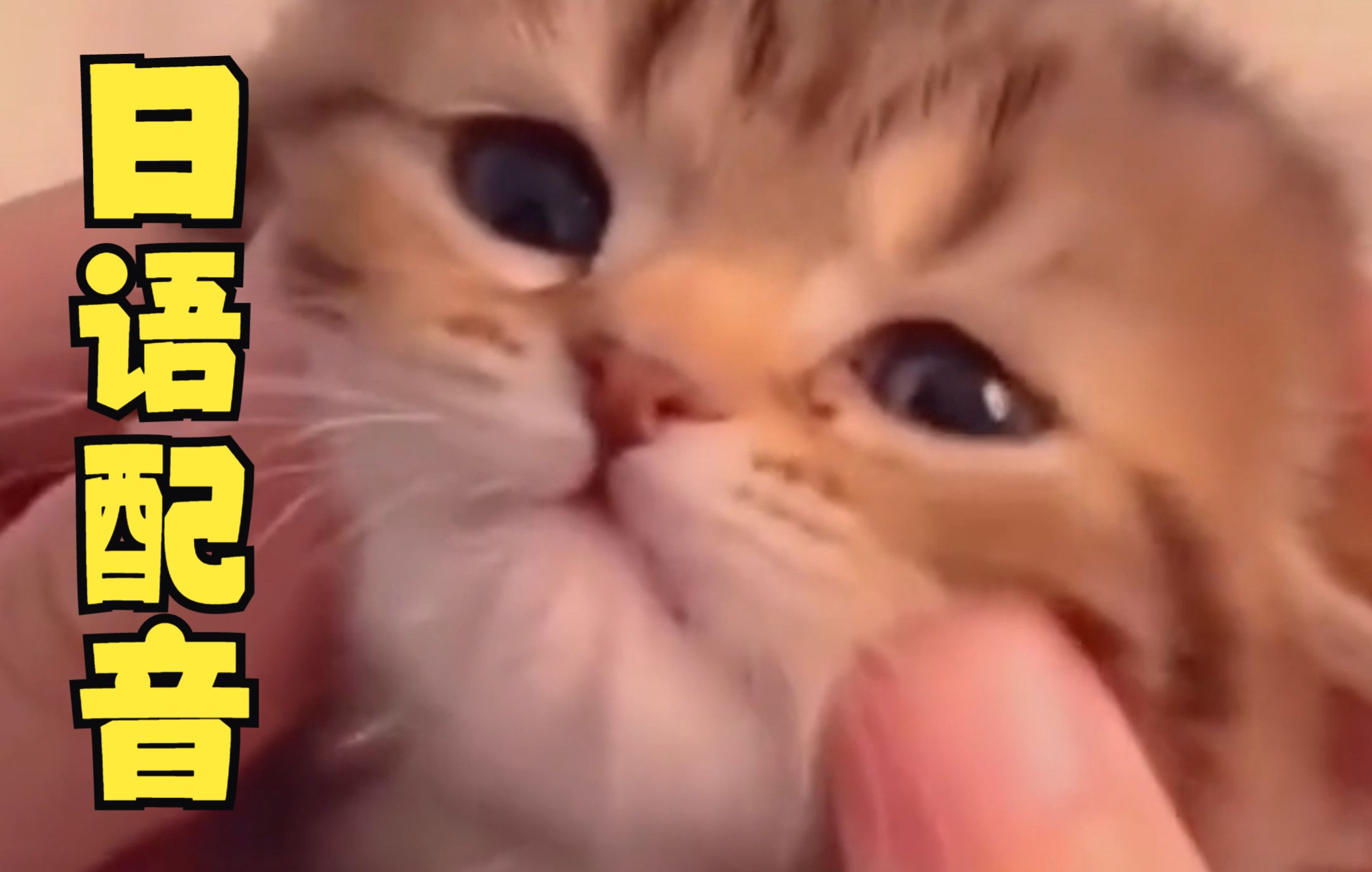 奇怪的猫猫，但是日语版