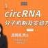 circRNA分子机制及实验方法