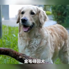 狗的品种及其特点