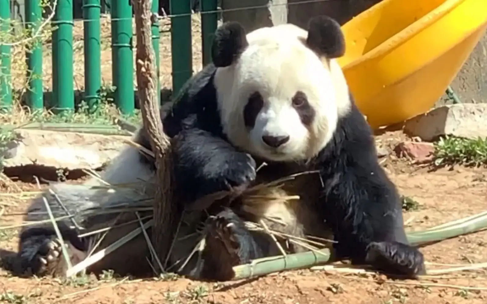 【大熊猫】飞云