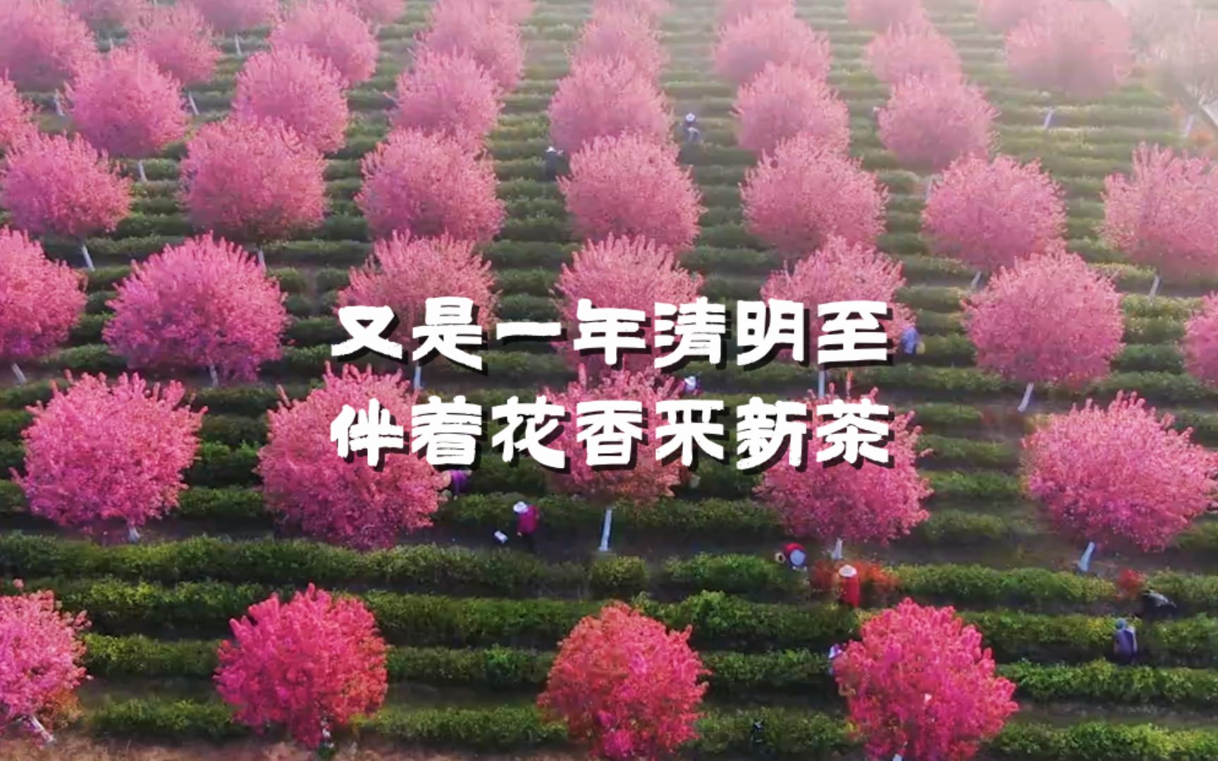 江苏明前春茶采摘图