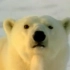 【探索频道自然纪录片】冰上魅影：可爱的北极熊