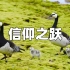 刚出生的白颊黑雁，就要从120米高的悬崖自由落体，它们能否成功