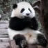 【大熊猫和花】班花魅力无限，游客连连惊呼太可爱了(清明节库存)