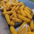 玉米收割开始了！2022年收获玉米！