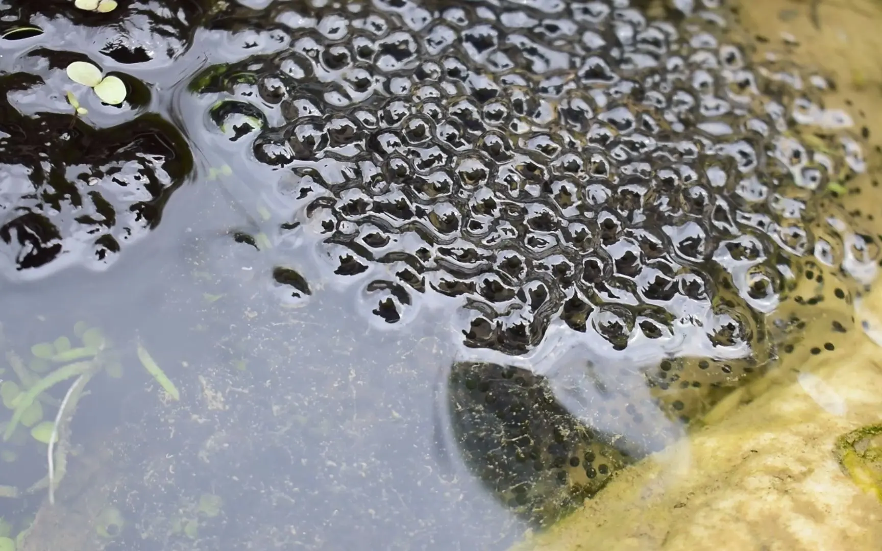 某蛙类的卵，猜测是黑斑蛙