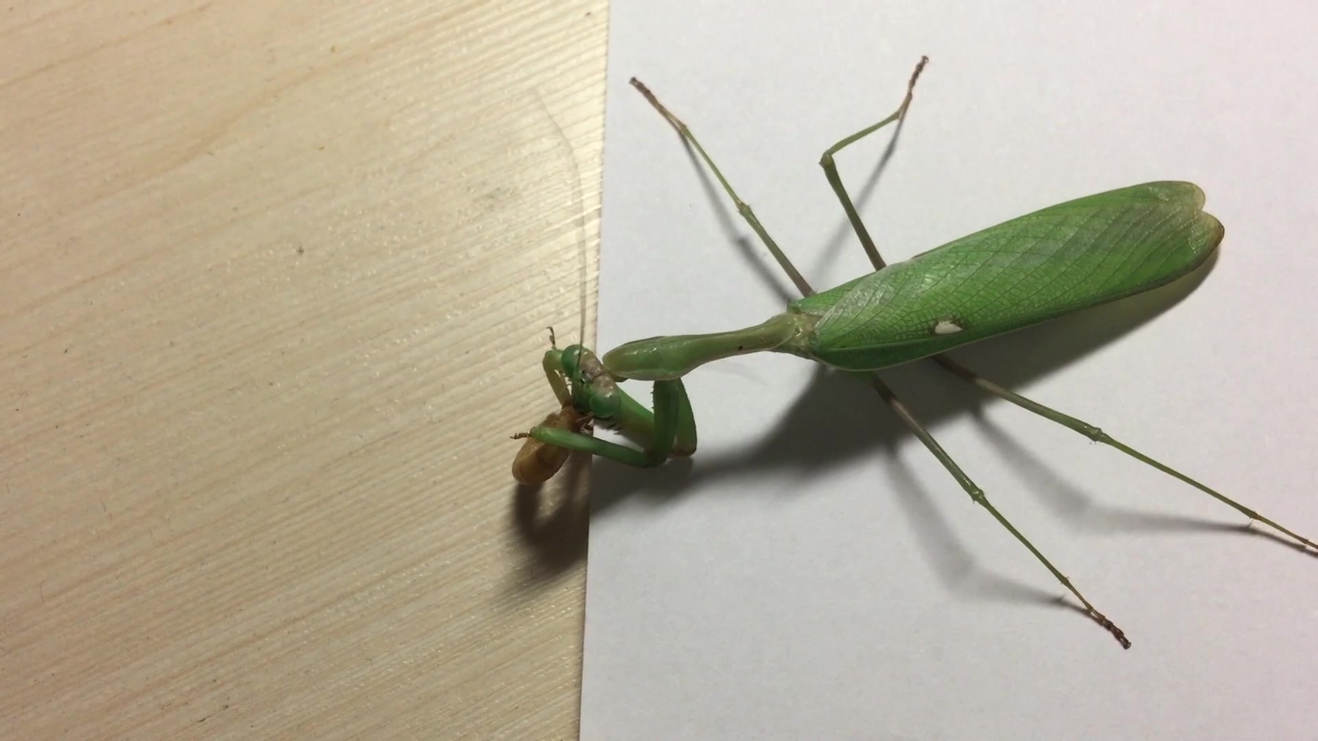 非洲绿巨螳螂捕食面面