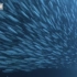 数十亿沙丁鱼集结成32公里队伍，然而迁徙的原因仍是个迷！
