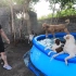 黑豹玩水彻底玩傻了，我的话都不听了，从没见这么喜欢水的狗子