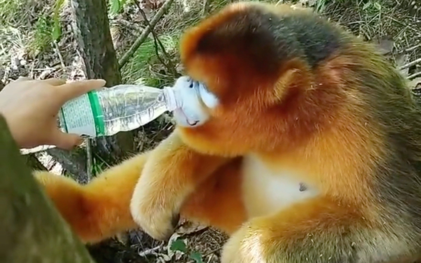 猴子渴了