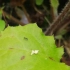 【小家蚁】花盆里小家蚁取食