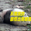 熊猫幼崽演我早八状态