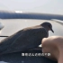 车顶上趴了一只鸟，这家伙是吓呆了吗？靠近它都不跑！