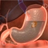 【生物学】3D演示-食物在胃部消化的过程
