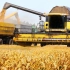 欧洲：现代化收小麦，不多说要干好农业，先学习技术