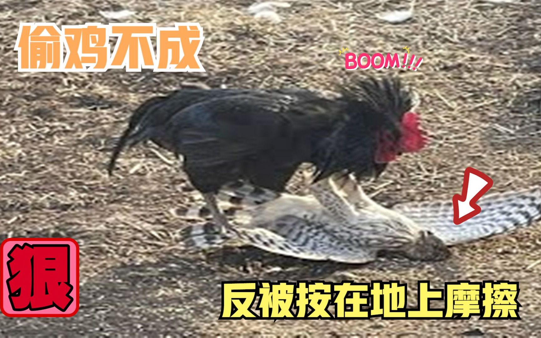 监控真实拍摄，老鹰袭击鸡圈里的小鸡，没想到没公鸡按在地上摩擦