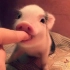 猪年里买回一只小香猪，没想到竟长成这样了哈哈哈哈哈哈