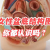 女性盆底肌结构，你都认识吗
