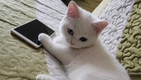 怎么给猫猫戴伊丽莎白圈 279715257f1ab9163281b4643720ab13729801f3.jpg@280w_158h_1c_100q.jpg