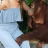 与红毛猩猩拍照