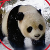 耳朵缺失，长像酷似“高姥爷”的野生大熊猫，被红外像机拍到