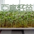 在家里轻松培育超市里买不到的超级蔬菜 — 亚麻籽苗Flaxseed Sprouts