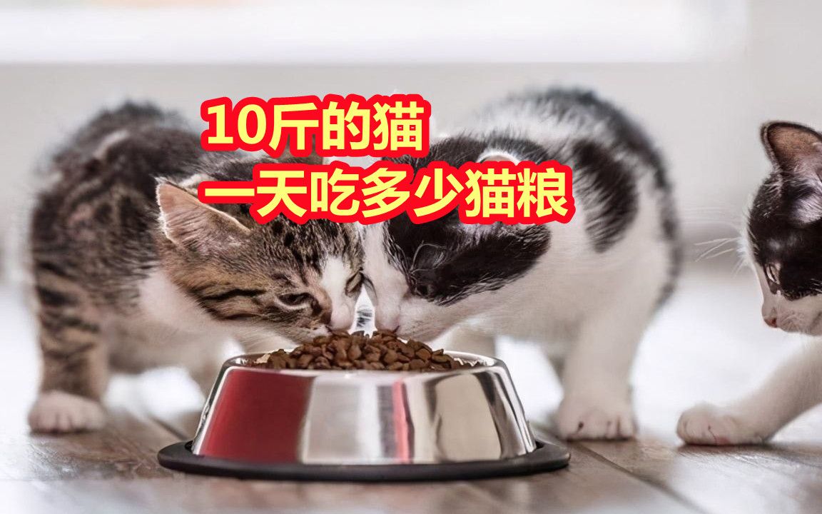 10斤的猫一天吃多少猫粮？