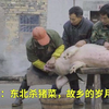 【搬运】梨视频特别直播：东北杀猪菜，故乡的岁月味蕾（2019年8月6日创建