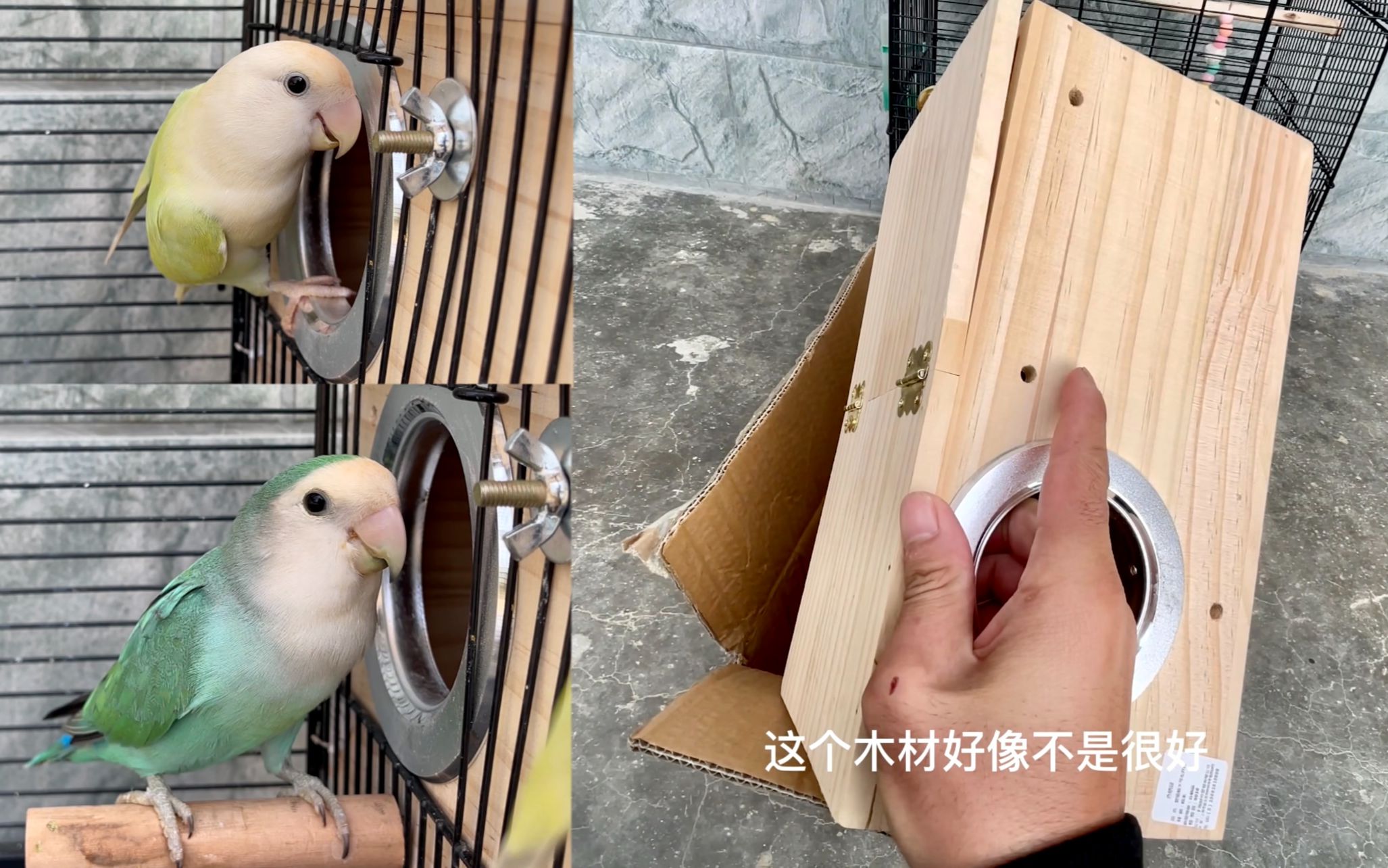 35块钱买的繁殖箱到了，装上去给小鸟下蛋