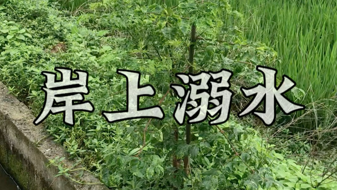 王子羊玫瑰