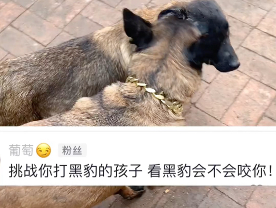 打黑豹孩子，看看它啥反应……