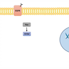 Ras Raf MEK ERK Signaling Pathway - Overview, Regulation and Role in Pathology