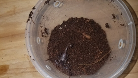 怎么养小虾米才能养得活 282bc2ff05316383ca75beaab25633dfbc207602.jpg@280w_158h_1c_100q.jpg