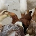 吃饭时间到，一群鸡鸭鹅一起干！