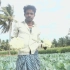 印度野炊-农场新鲜的花椰菜