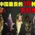 中国最贵的15种天价鱼，长江刀鱼上榜，第一名价值300多万